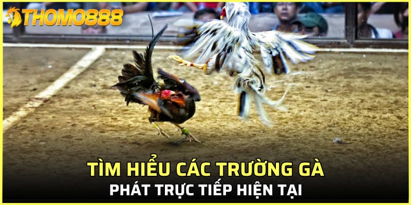 Tìm hiểu các trường gà phát trực tiếp hiện tại