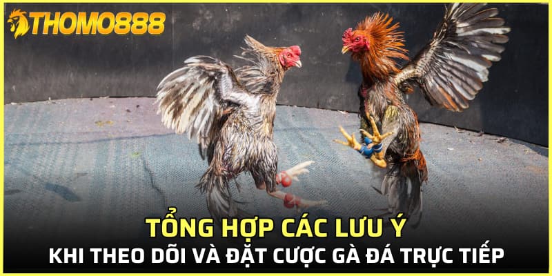 Tổng hợp các lưu ý khi theo dõi và đặt cược gà đá trực tiếp