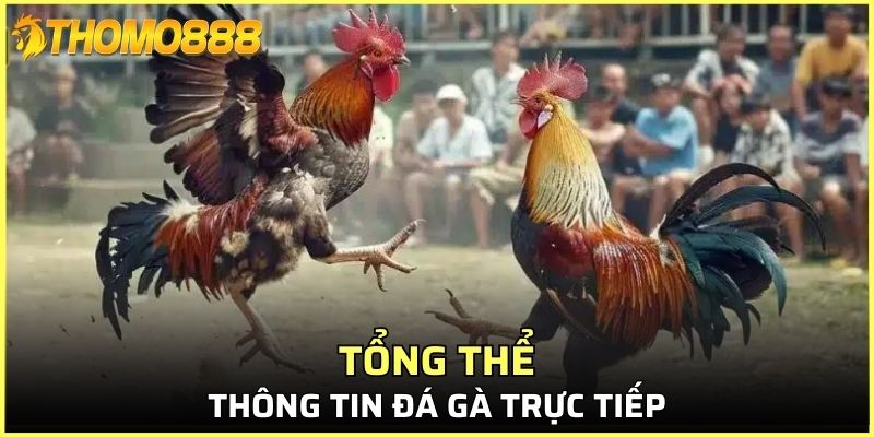 Tổng thể thông tin đá gà trực tiếp