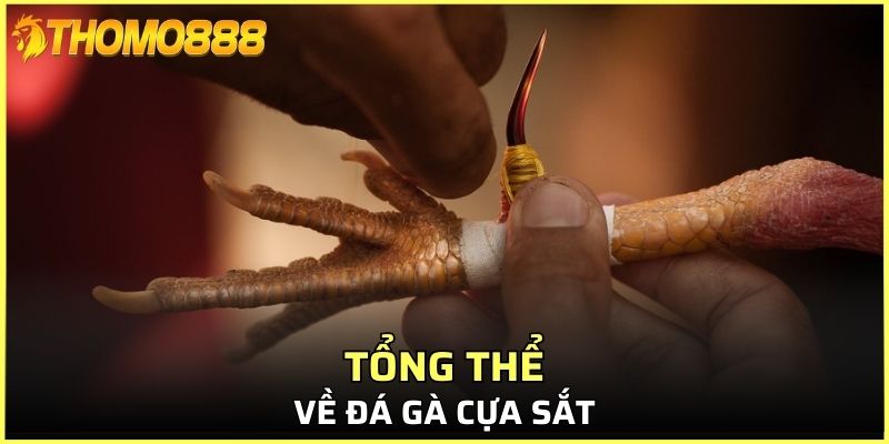 Tổng thể về đá gà cựa sắt