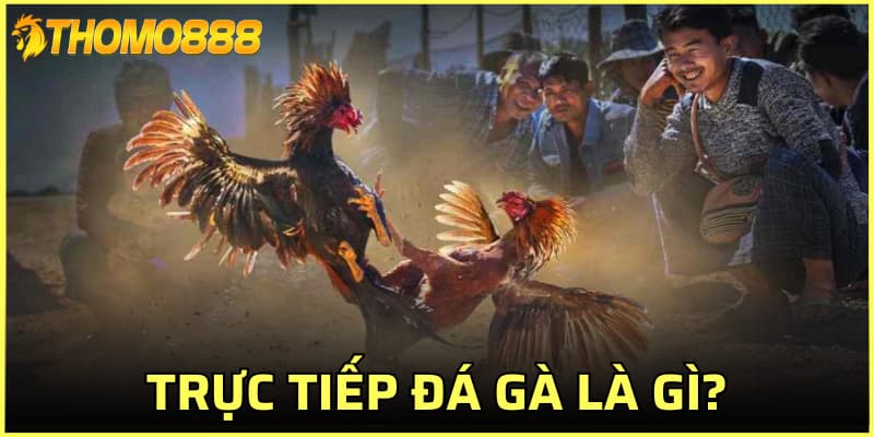 Trực tiếp đá gà là gì?