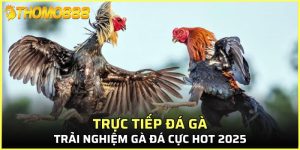 trực tiếp đá gà