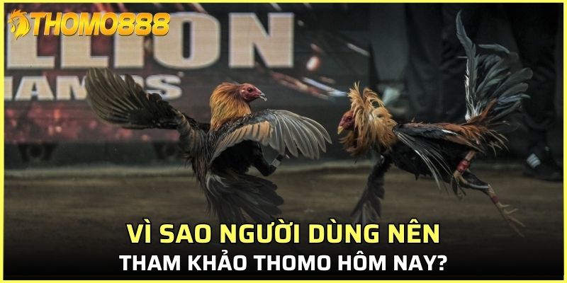 Vì sao người dùng nên tham khảo Thomo hôm nay?